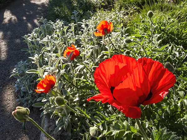 413058 - Pavot d'Orient (Papaver orientale)