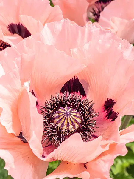 426084 - Pavot d'Orient (Papaver orientale)