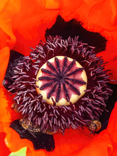 426086 - Pavot d'Orient (Papaver orientale)