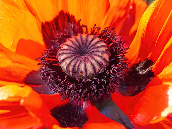438193 - Pavot d'Orient (Papaver orientale)