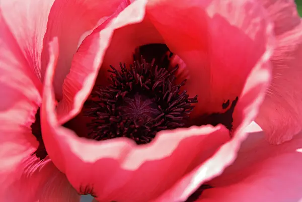 452116 - Pavot d'Orient (Papaver orientale)