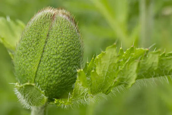 452135 - Pavot d'Orient (Papaver orientale)