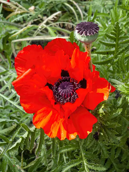 461031 - Pavot d'Orient (Papaver orientale)