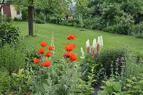 472368 - Pavot d'Orient (Papaver orientale)