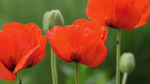 496254 - Pavot d'Orient (Papaver orientale)