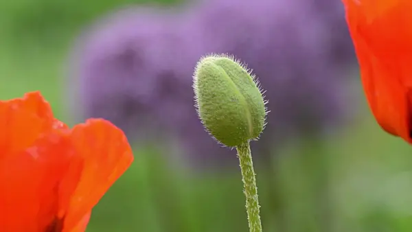496256 - Pavot d'Orient (Papaver orientale)