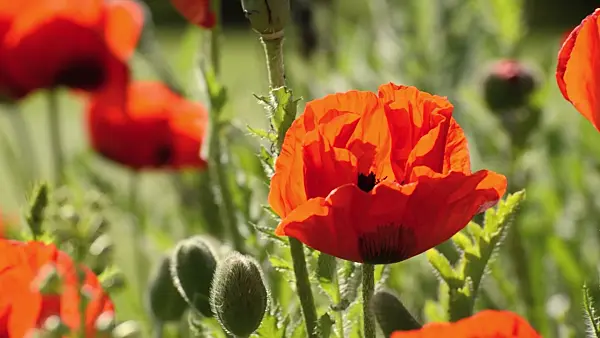 496293 - Pavot d'Orient (Papaver orientale)