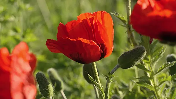 496303 - Pavot d'Orient (Papaver orientale)