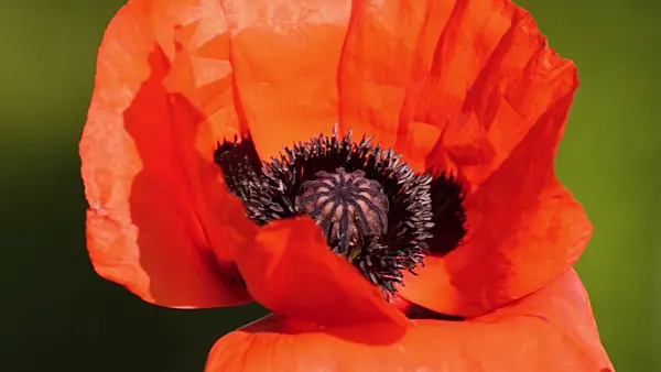 496304 - Pavot d'Orient (Papaver orientale)