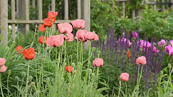 496330 - Pavot d'Orient (Papaver orientale)