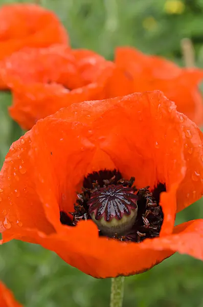 508559 - Pavot d'Orient (Papaver orientale)