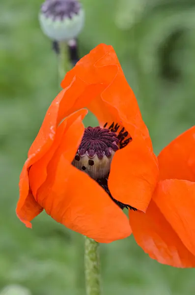 545018 - Pavot d'Orient (Papaver orientale 'Brilliant')