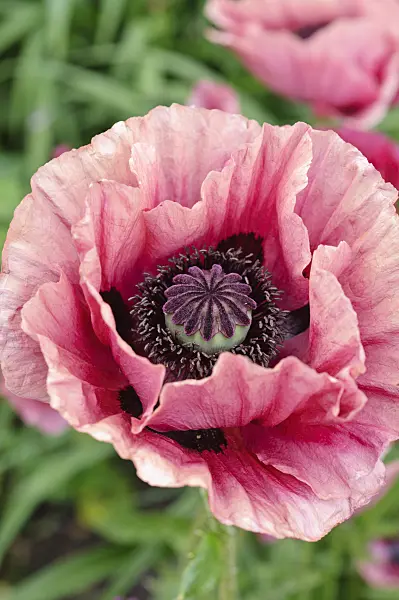 473125 - Pavot d'Orient (Papaver orientale 'Marlene')