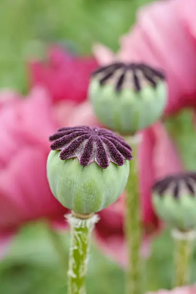 473126 - Pavot d'Orient (Papaver orientale 'Marlene')