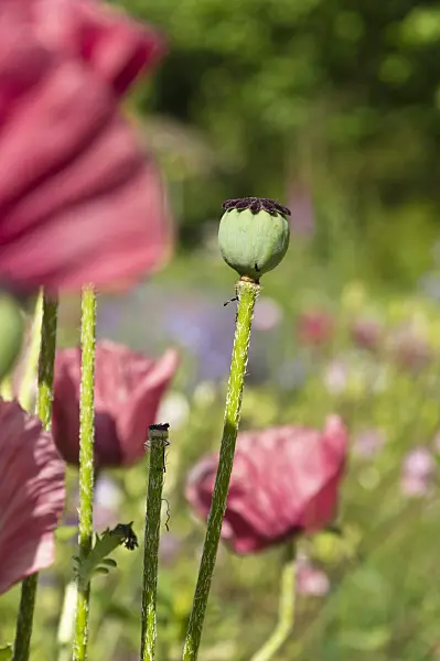 509045 - Pavot d'Orient (Papaver orientale 'Marlene')