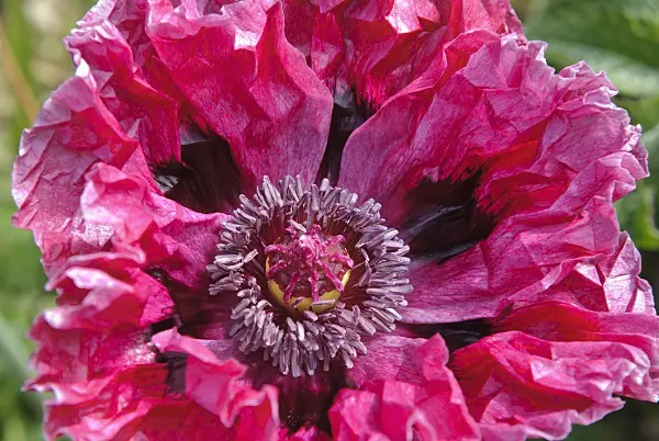 518018 - Pavot d'Orient (Papaver orientale 'Patty's Plum')