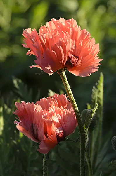 496281 - Pavot d'Orient (Papaver orientale 'Pink Ruffles')