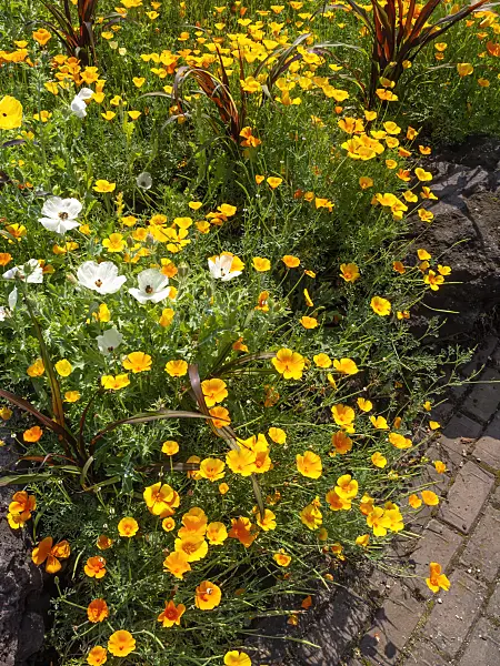 427165 - Pavot de Californie (Eschscholzia californica)