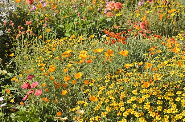 548156 - Pavot de Californie (Eschscholzia californica) et tagète (Tagetes)
