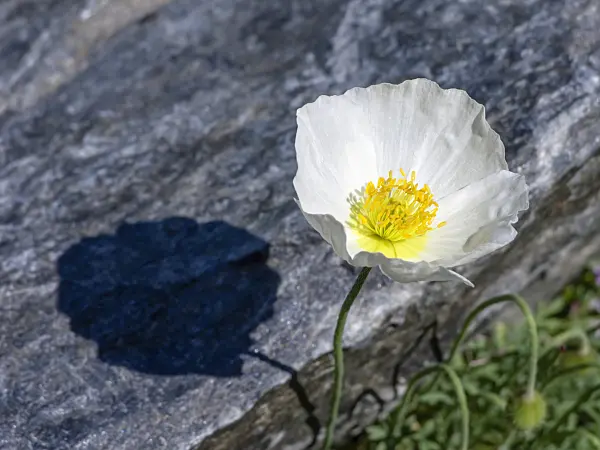 439317 - Pavot des Alpes (Papaver alpinum subsp. alpinum)