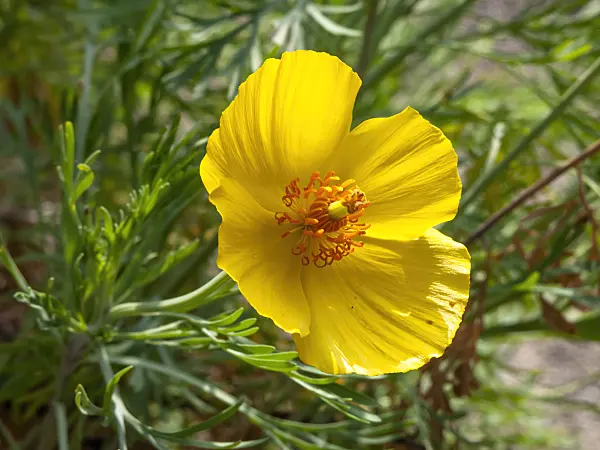 453147 - Pavot mexicain (Hunnemannia fumariifolia)