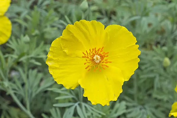 559118 - Pavot mexicain (Hunnemannia fumariifolia)