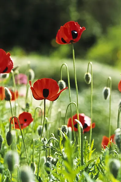 390116 - Pavot (Papaver commutatum)