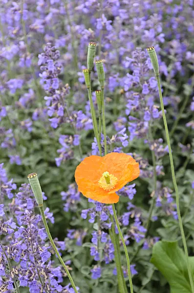 508249 - Pavot poilu (Papaver pilosum)