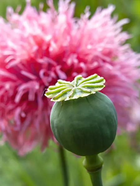 439011 - Pavot somnifère (Papaver somniferum)