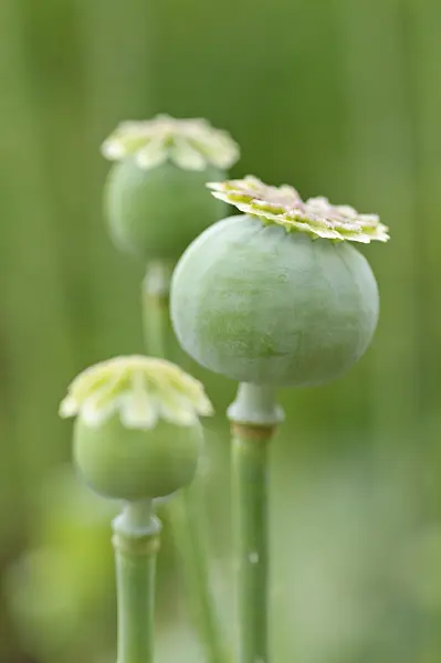473341 - Pavot somnifère (Papaver somniferum)