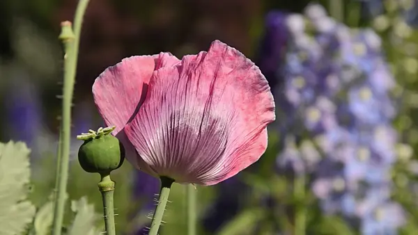 497206 - Pavot somnifère (Papaver somniferum)
