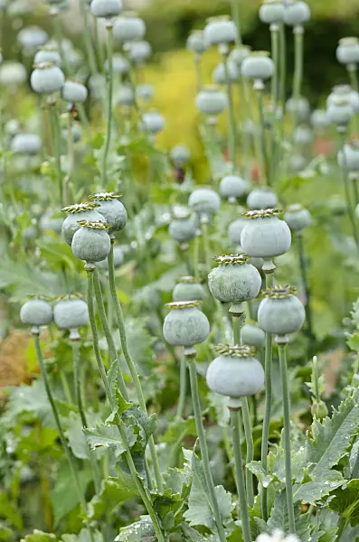 521454 - Pavot somnifère (Papaver somniferum)