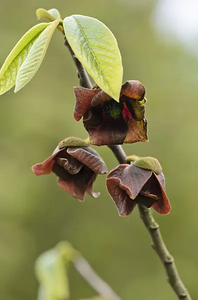 533001 - Pawpaw (Asimina triloba)