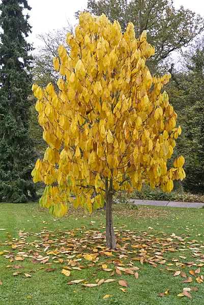576001 - Pawpaw (Asimina triloba)