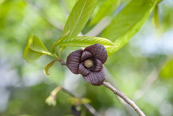 616004 - Pawpaw (Asimina triloba)