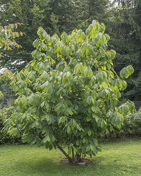 616005 - Pawpaw (Asimina triloba)