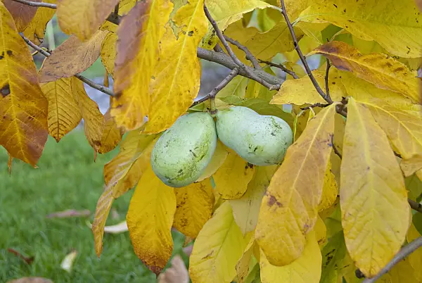 517289 - Pawpaw (Asimina triloba 'Overlese')