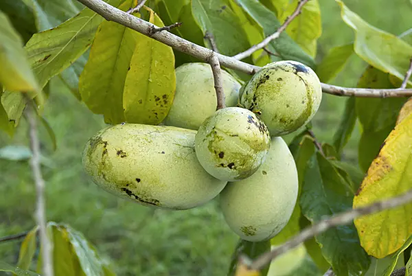 517290 - Pawpaw (Asimina triloba 'Prima 1216')