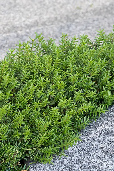 664288 - Paxistima canbyi