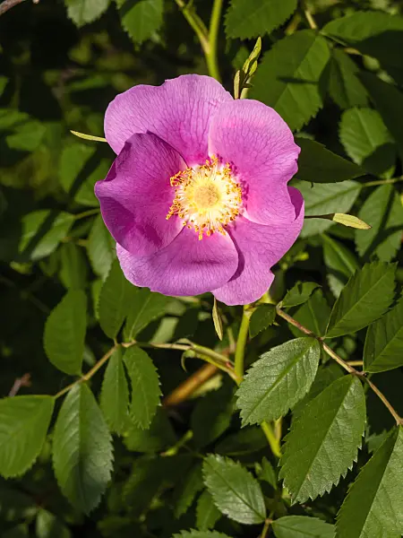 438032 - Pea rose (Rosa pisocarpa)