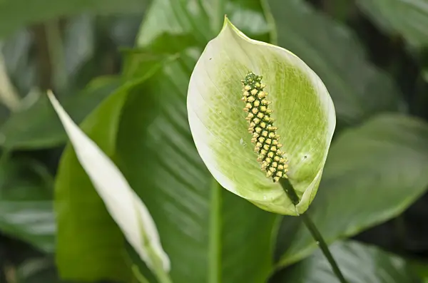 535021 - Peace lily (Spathiphyllum)