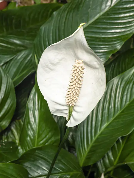 462023 - Peace lily (Spathiphyllum floribundum)