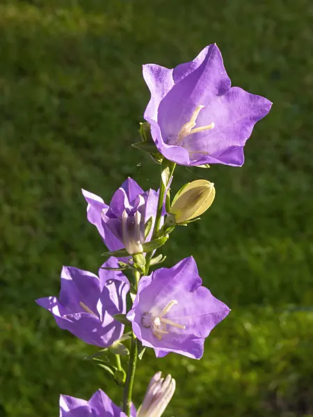 402017 - Peach-leaved bellflower (Campanula persicifolia)
