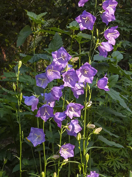 402018 - Peach-leaved bellflower (Campanula persicifolia)