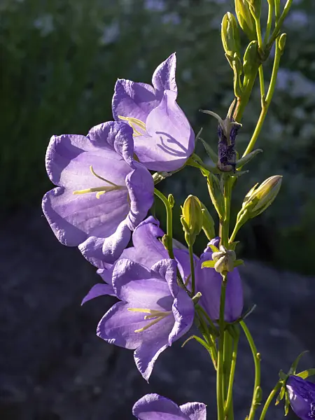438224 - Peach-leaved bellflower (Campanula persicifolia)