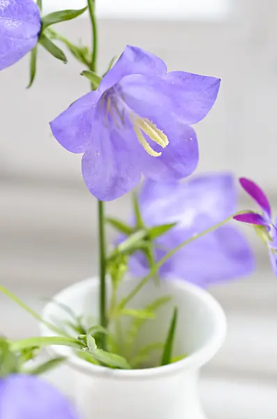 473184 - Peach-leaved bellflower (Campanula persicifolia)