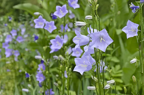 508533 - Peach-leaved bellflower (Campanula persicifolia)