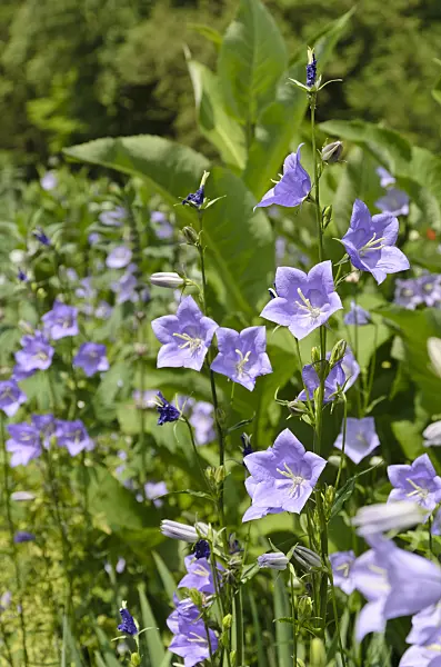 508535 - Peach-leaved bellflower (Campanula persicifolia)