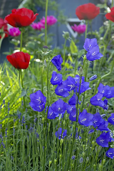 452117 - Peach-leaved bellflower (Campanula persicifolia) and opium poppy (Papaver somniferum)