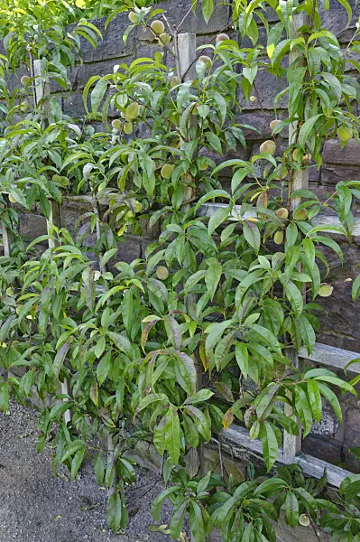 473285 - Peach (Prunus persica)